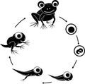 Silhouette of frog life cycle. Sequence of stages of development of cartoon frog from egg to adult animal isolated on white Royalty Free Stock Photo